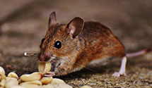 24 Hour & Emergency Exterminators in Park Ridge, NJ